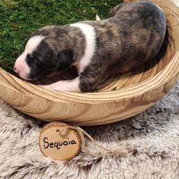 Sequoia - White and fawn brindle male Whippet puppy in Davenport, Iowa from Whippety Split