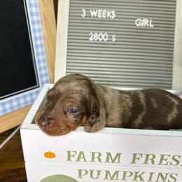 Nova - Dapple female Dachshund puppy in Richwood, West Virginia from Wild and Wonderful Wieners