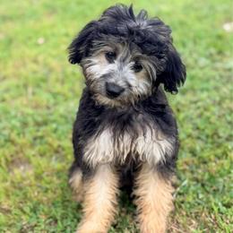 Bella - Black phantom female Aussiedoodle puppy in Liberty, Texas from Poodles and Doodles Most Excellent Adventures