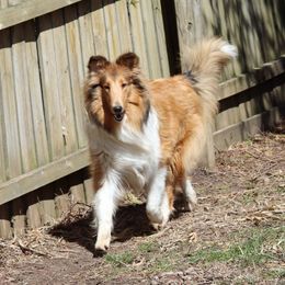 Saydee - Collie