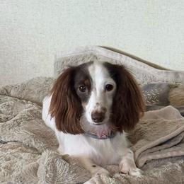 Mandy - Dachshund