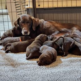 Labrador Retriever Puppies from Labs of Cottonhollow