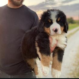 Bernese Mountain Dog Puppies from Home Sweet Bernese