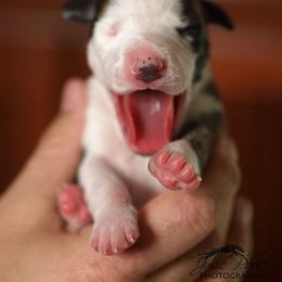 Whippet Puppies from Aperture Whippets