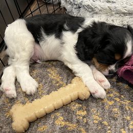 Cavalier King Charles Spaniel Puppies from AustinCavalier