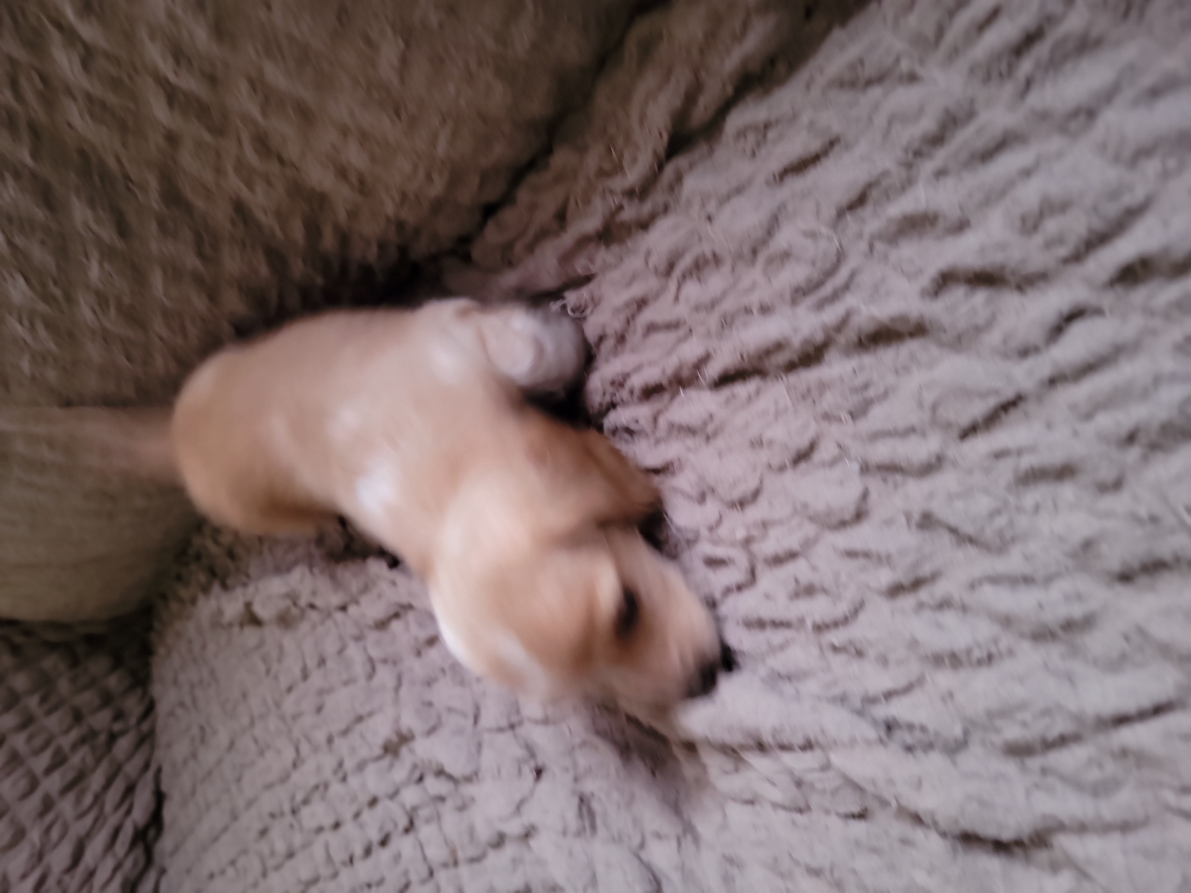 Dachshund Puppies from CLARK'S BREEDING PROGRAM