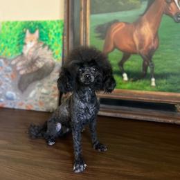 Pepper - Black female Assorted Doodle Crosses puppy in Montclair, California from House of Paws Kennel