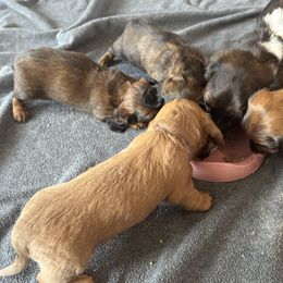 Dachshund Puppies from Hannau Doxies