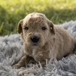 Honey - female Goldendoodle puppy in Summerton, South Carolina from Lake Marion Kennels