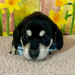 Boy three - Black and cream male Dachshund puppy in Lakeland, Florida from Ruthie’s Rich Mini Dachshunds
