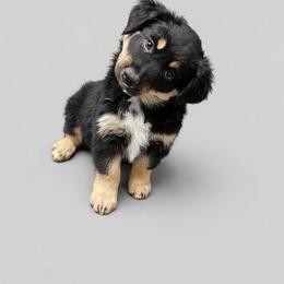 Spider (Miles) - Black tri male Miniature Australian Shepherd puppy in Orrtanna, Pennsylvania from Mountain Top Shepherd's