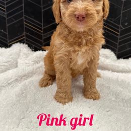 Girl 2 - Bernedoodle puppy in Modesto, California from Two Doods Doodles