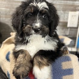 Conway - Tri-color male Bernedoodle puppy in Phelan, California from PuppyPaws4U