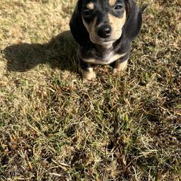 Dachshund Puppies from Carter's Kennels