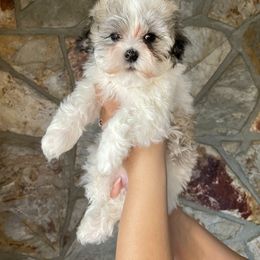 Havanese Puppies from Havan Sent Havanese