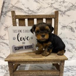 Maggie - Black and gold female Yorkshire Terrier puppy in Sumner, Iowa from Byerly's Beautiful Yorkies