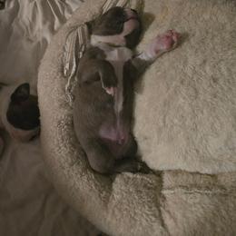 Green - Lilac male Boston Terrier puppy in Red Rock, Arizona from Aronow Pups
