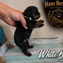 White boy - Black and mahogany male Rottweiler puppy in Lake City, Florida from Haus Der Wut Kennels