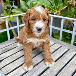 Arrow - Red  male Goldendoodle puppy in Orangevale, California from Ugly Dad Doodles
