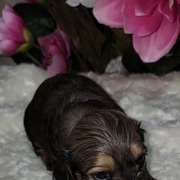 Dachshund Puppies from CLARK'S BREEDING PROGRAM