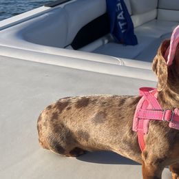 Dachshunds from Raws Doxies