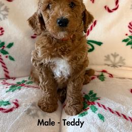 Teddy - Apricot with white - Boy - Apricot male Goldendoodle puppy in Wickenburg, Arizona from Gentle Paw Goldendoodles