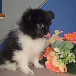Ghost - Black parti female Pomeranian puppy in Newport News, Virginia from Itty Bitty Poms