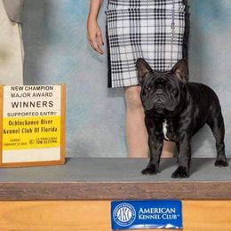 Kofi - French Bulldog