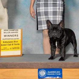 Kofi - French Bulldog