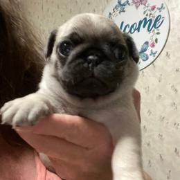 Boy 4 - Fawn male Pug puppy in Olin, North Carolina from Piggy Pugs