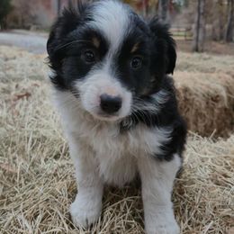Fifi - Black tri female Miniature Australian Shepherd puppy in Bethel Springs, Tennessee from Goodrum Farms
