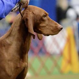 Vizslas from Jennifer's Vizslas