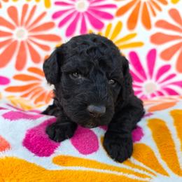Percilla - Black female Sheepadoodle puppy in Owensville, Missouri from Oak Valley Kennels