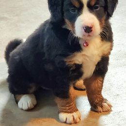 Girl 1 - Tri-color Bernese Mountain Dog puppy in Justin, Texas from King Swiss Acres of North Texas