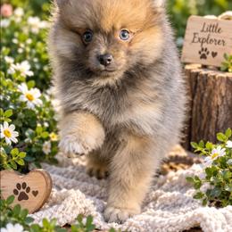 Bluey - Wolf sable male Pomeranian puppy in Fort Worth, Texas from Picture Perfect Poms