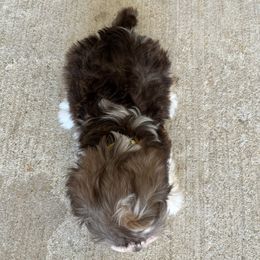 Havanese Puppies from Havanese Puppies of the Northshore