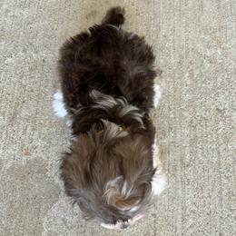 Havanese Puppies from Havanese Puppies of the Northshore