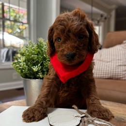 Hudson - Red  male Goldendoodle puppy in Alamance County, North Carolina from Doodle Squad Puppies