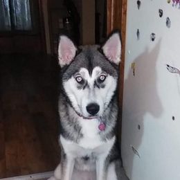 Siberian Husky All Grown Up from Sunrise Siberians