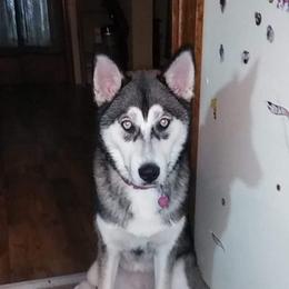 Siberian Husky All Grown Up from Sunrise Siberians