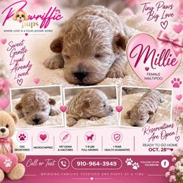 Millie - Cream female Maltipoo puppy in Spring Lake, North Carolina from Pawriffic Pups