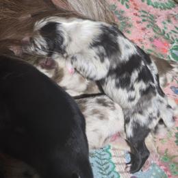 Cookie (Blue merle) - Blue merle female Australian Shepherd puppy in Rainsville, Alabama from Chaparro Farm Aussies