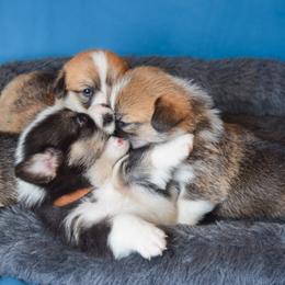 Pembroke Welsh Corgi Puppies from Annwyl McCorgis