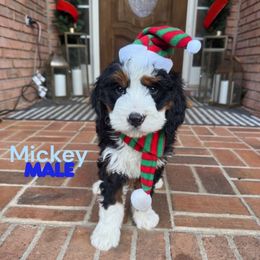 Mickey Mouse - Tri-color male Bernedoodle puppy in Alpharetta, Georgia from Doodles of Buckhead