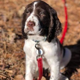 English Springer Spaniel Puppies from South Fork Springers