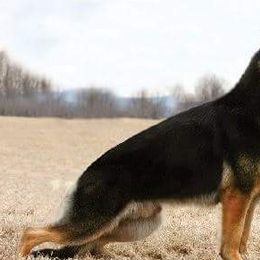 German Shepherds from Starlings German Shepherd
