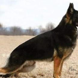 German Shepherds from Starlings German Shepherd