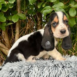 Fluttershy - Black white and brown female Basset Hound puppy in Dingess, West Virginia from Tuckers' Howling Hounds