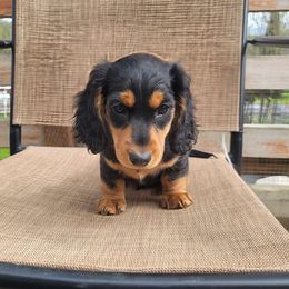 Orange collar - Black and tan Dachshund puppy in Salinas, California from Maverick Kennels