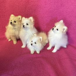 Pomeranian puppies from Ashley Miller's Pomeranians